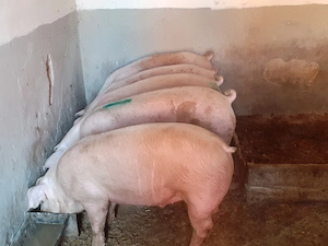porci 100-300 kg - imagine 4