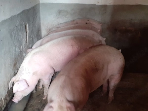 porci 100-300 kg - imagine 2