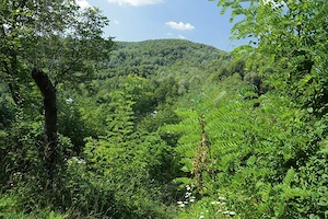 Teren de vânzare 