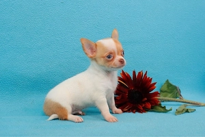 Pui de Chihuahua disponibili - imagine 4