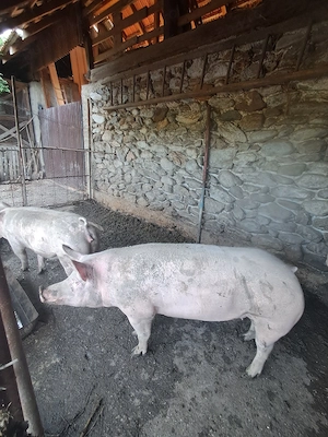 porci 150 kg - imagine 3