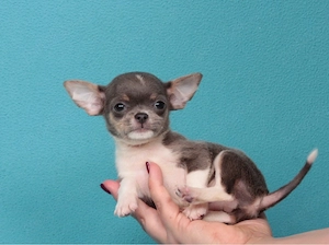 Pui de Chihuahua disponibili