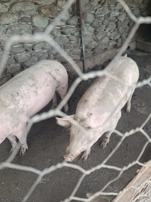 porci 150 kg