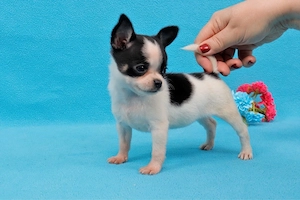 Pui de Chihuahua disponibili - imagine 2