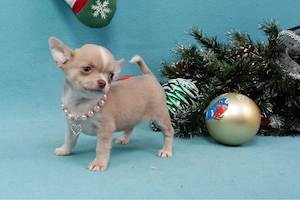 Pui de Chihuahua disponibili - imagine 3