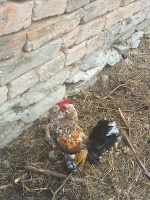 vand gaini pitice si cocoșii  - imagine 3