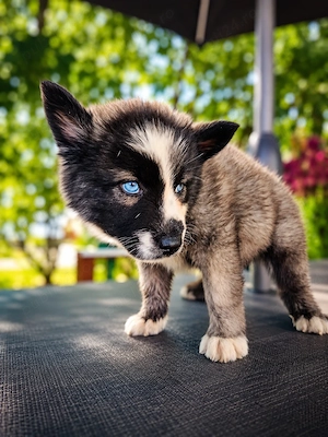 Lup nordic domestic cu husky