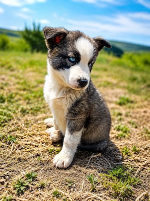 Femela Husky cu nordic