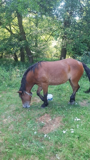 Vând mânză de 2 ani , roşie cu stea în frunte , sănătoasă și frumoasă . 