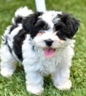 Bichon Havanez 