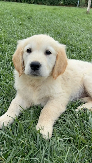 Fetiță Golden Retriever