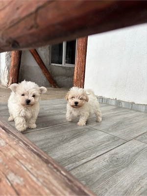 Bichon malteze 