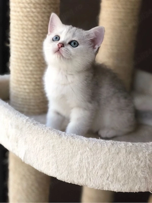 British Shorthair Chinchila  - imagine 2