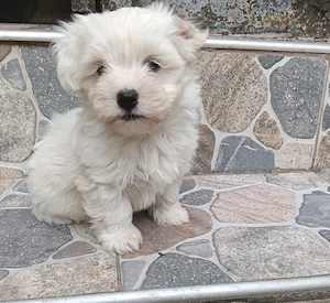 bichon Maltez