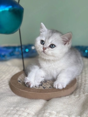 British Shorthair Chinchila  - imagine 3