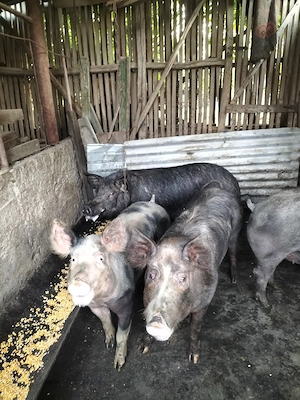 porci de carne