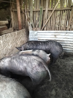 porci de carne - imagine 3