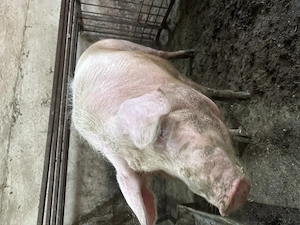 Porc de vanzare pietrain - imagine 2