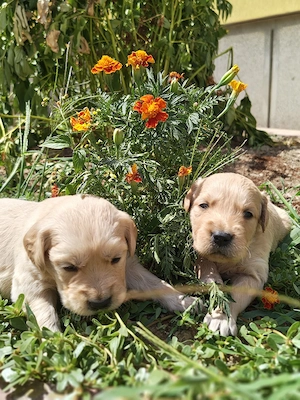 Golden Retriever 