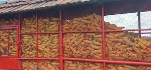 vînd porumb 1.20