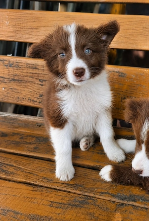 Pui Border Collie Maro cu Alb