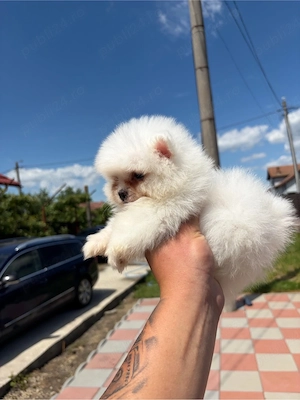 Pomeranian mini toy