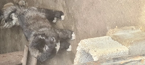 Catei caucazian la 6 săptămâni  - imagine 3