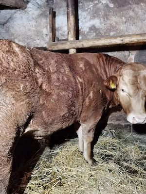 Taur Limousin, 450 kg