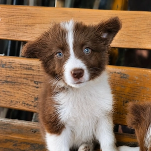 Pui Border Collie Maro cu Alb
