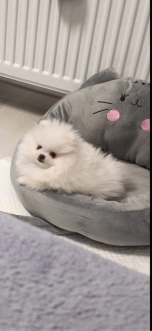pomeranian mini toy