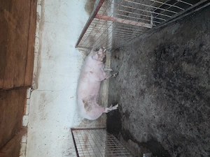 vind porci grași rasa duroc și pietrean  - imagine 2