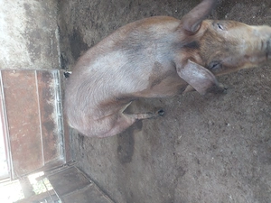 vind porci grași rasa duroc și pietrean  - imagine 5