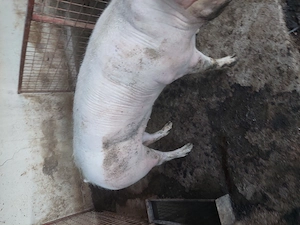 vind porci grași rasa duroc și pietrean  - imagine 3
