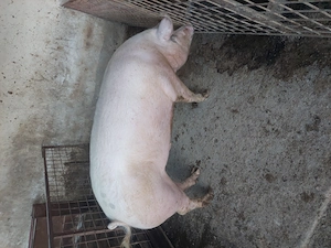 vind porci grași rasa duroc și pietrean 