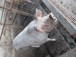 vind porci grași rasa duroc și pietrean  - imagine 4