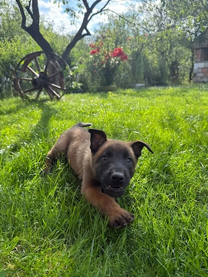 Ciobanesc belgian malinois  - imagine 3
