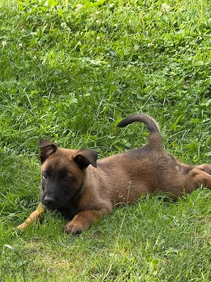 Ciobanesc belgian malinois 
