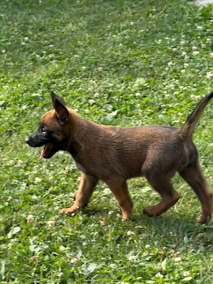 Ciobanesc belgian malinois  - imagine 2