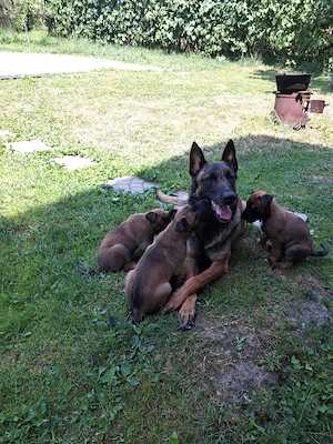 Ciobanesc belgian malinois  - imagine 5