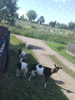 Vand o Capra si doi Iezi in Sanmartin, Raciu. Donez o catelusa pechineza, unor iubitori de animale. - imagine 4