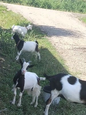 Vand o Capra si doi Iezi in Sanmartin, Raciu. Donez o catelusa pechineza, unor iubitori de animale. - imagine 2
