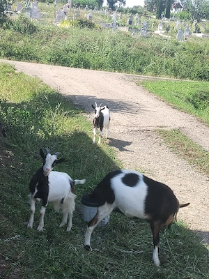 Vand o Capra si doi Iezi in Sanmartin, Raciu. Donez o catelusa pechineza, unor iubitori de animale.