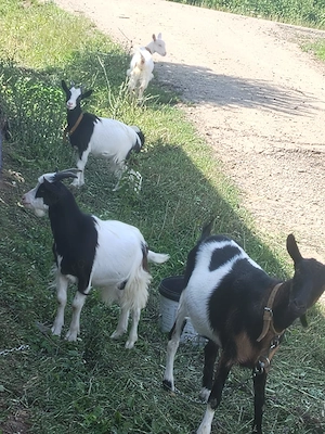 Vand o Capra si doi Iezi in Sanmartin, Raciu. Donez o catelusa pechineza, unor iubitori de animale. - imagine 5