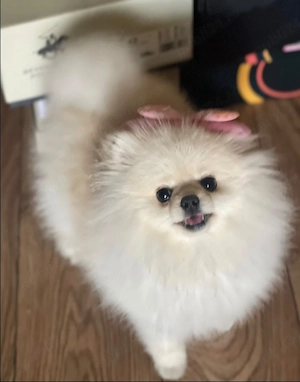 Pomeranian extra mini