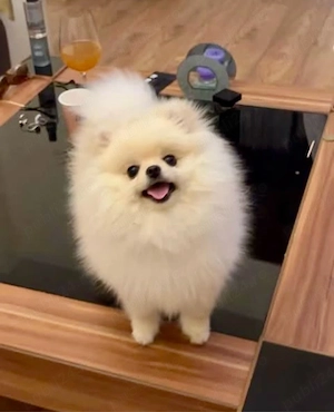 fetita pomeranian , exemplar de dimensiuni mici