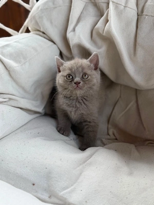 British Shorthair