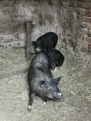 Vand porci vietnamezi