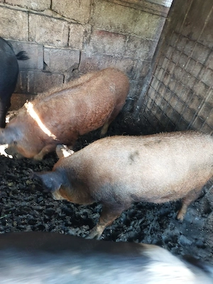 Vand scrofita mangalita