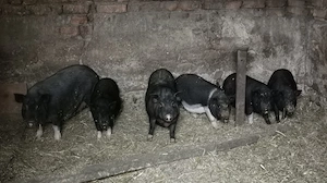 Vand porci vietnamezi - imagine 4