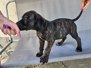 vând catelusa cane corso - imagine 2